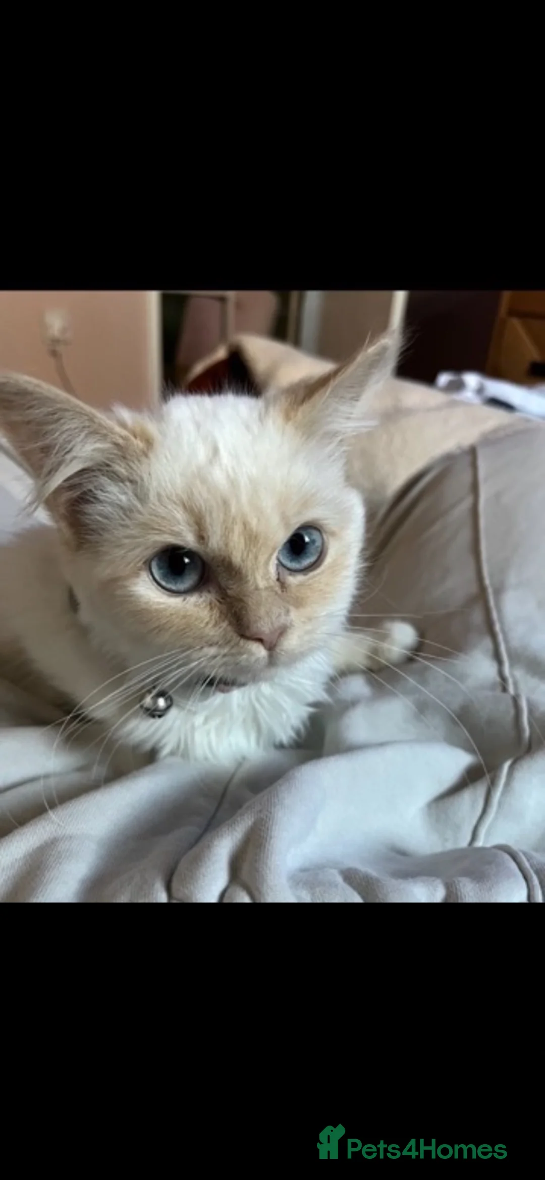 Ragdoll cats for sale: Male flamepoint ragdoll  - Advert 7