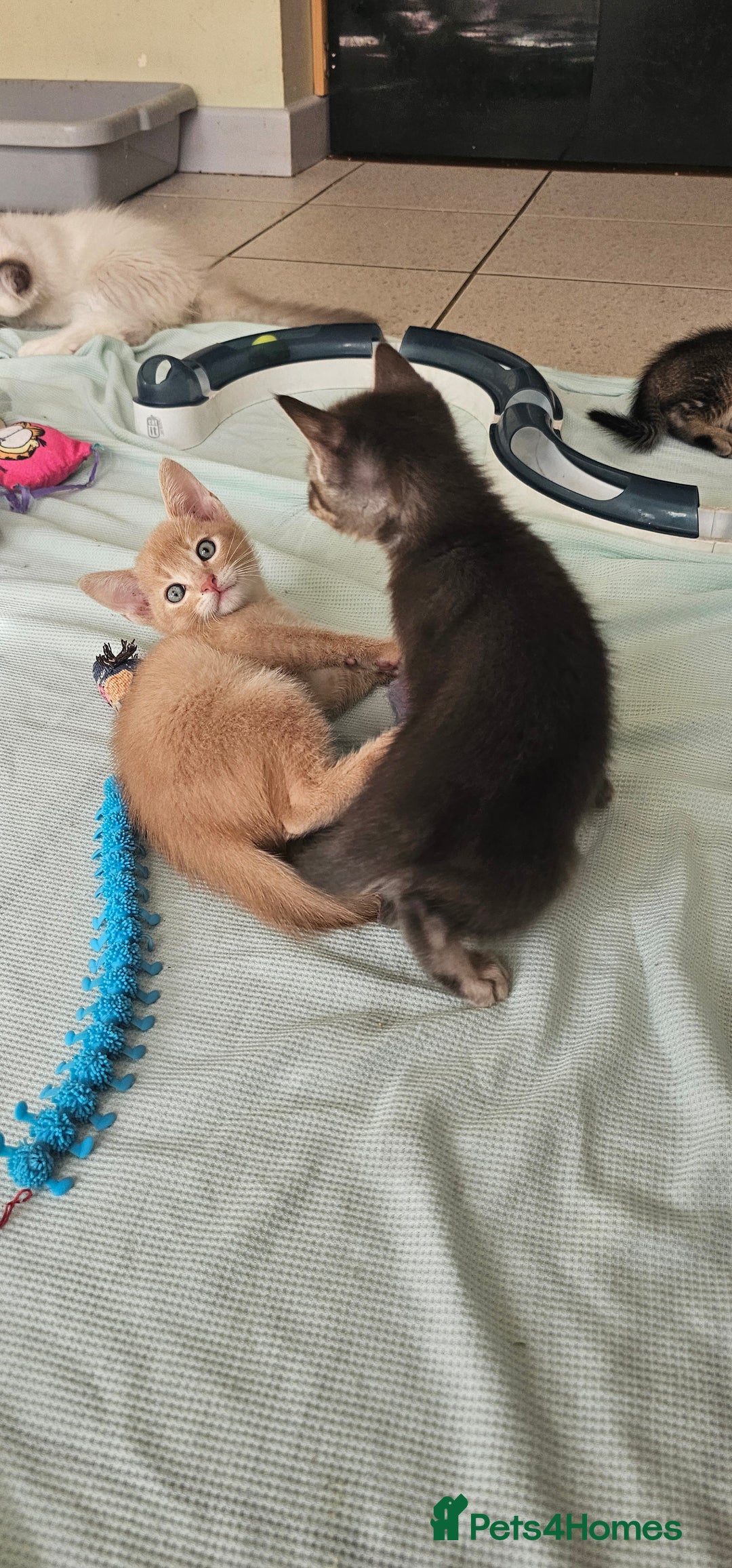 Abyssinian cats for sale: Abyssinian and Bengal x kittens 😻 - Image 6