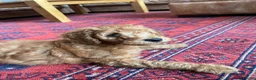 Australian Labradoodle dogs for sale: Australian Labradoodle puppies - Advert 5