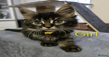 Maine Coon cats - Advert 11