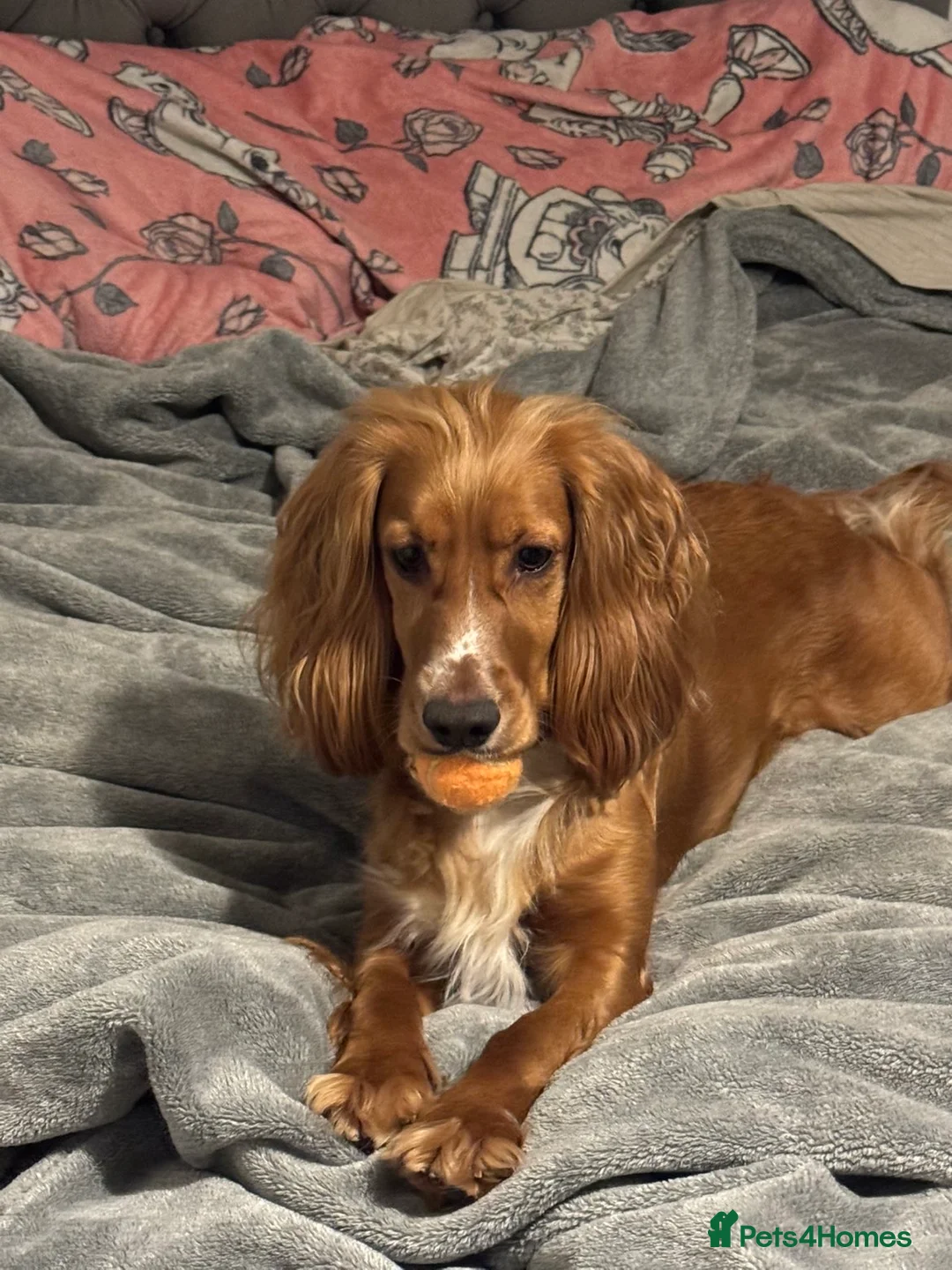 Cocker Spaniel dogs for sale: 2 year old Cocker spaniel for sale in Wakefield - Advert 3