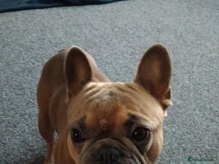 Mixed Breed dogs for sale: 2 and a half year old boy frenchie - Advert 1
