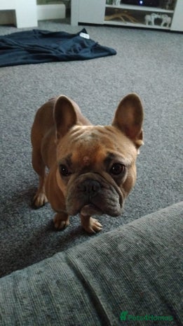 Mixed Breed dogs 2 and a half year old boy frenchie - Advert 2