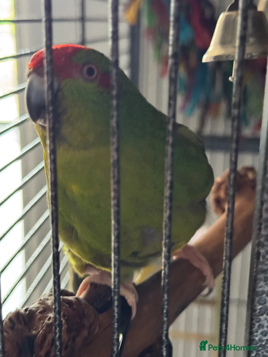 Parrots birds for sale: Female kakariki  in Redruth - Advert 2