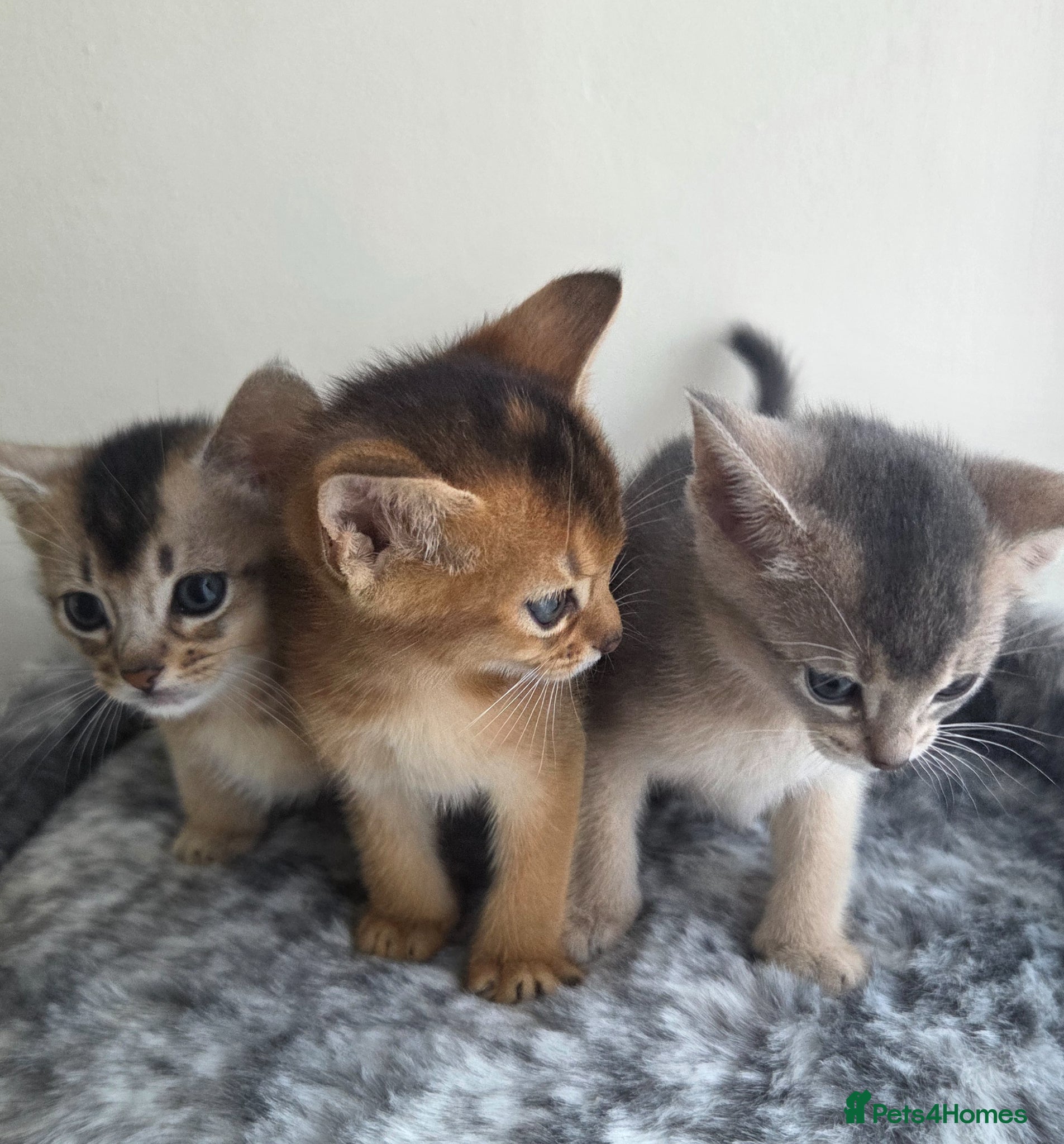 Abyssinian cats ⚜️Beautiful Abyssinian Kittens🏆 - Advert 2