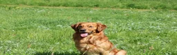 Golden Retriever dogs for stud: Stunning, proven health tested stud dog. - Advert 1