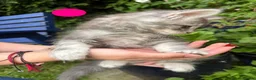 Maine Coon cats for sale: Pure Maine Coon kittens - Advert 11