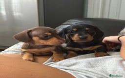 Miniature Dachshund dogs for sale: Gorgeous KC reg miniature Dachshund puppies  - Image 2