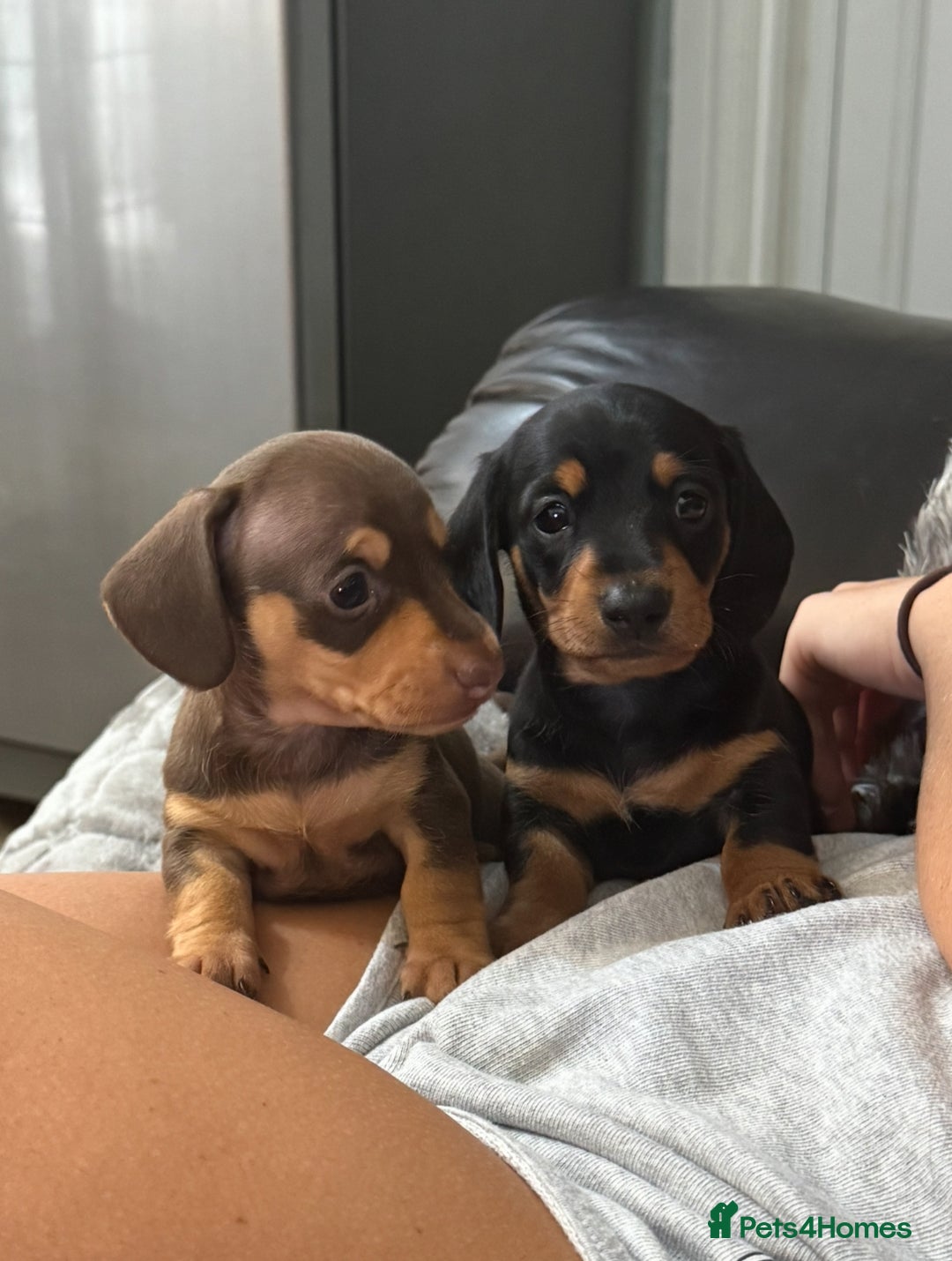 Miniature Dachshund dogs for sale: Gorgeous KC reg miniature Dachshund puppies  - Image 2