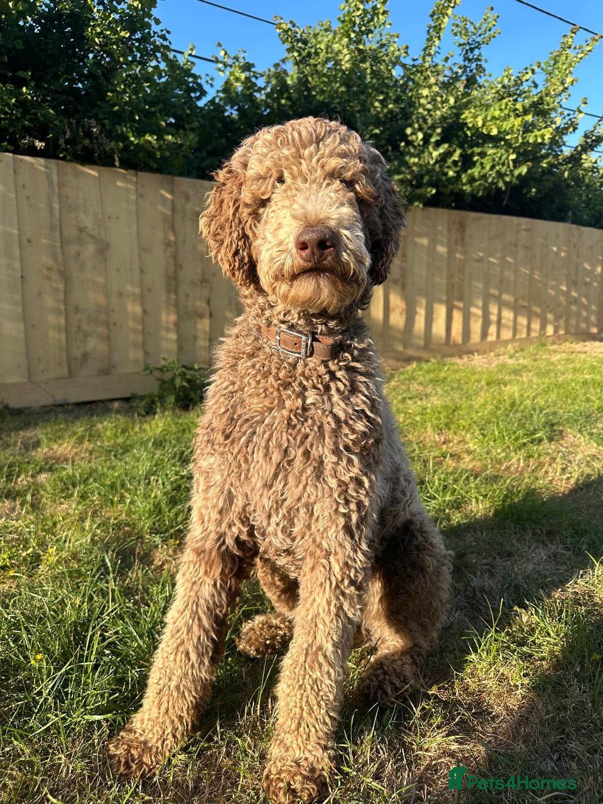 Goldendoodle dogs for sale: Beautiful Litter of Golden Doodles - Advert 2
