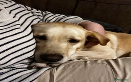 Golden Retriever dogs for sale: Golden retriever 6 years old  - Image 3