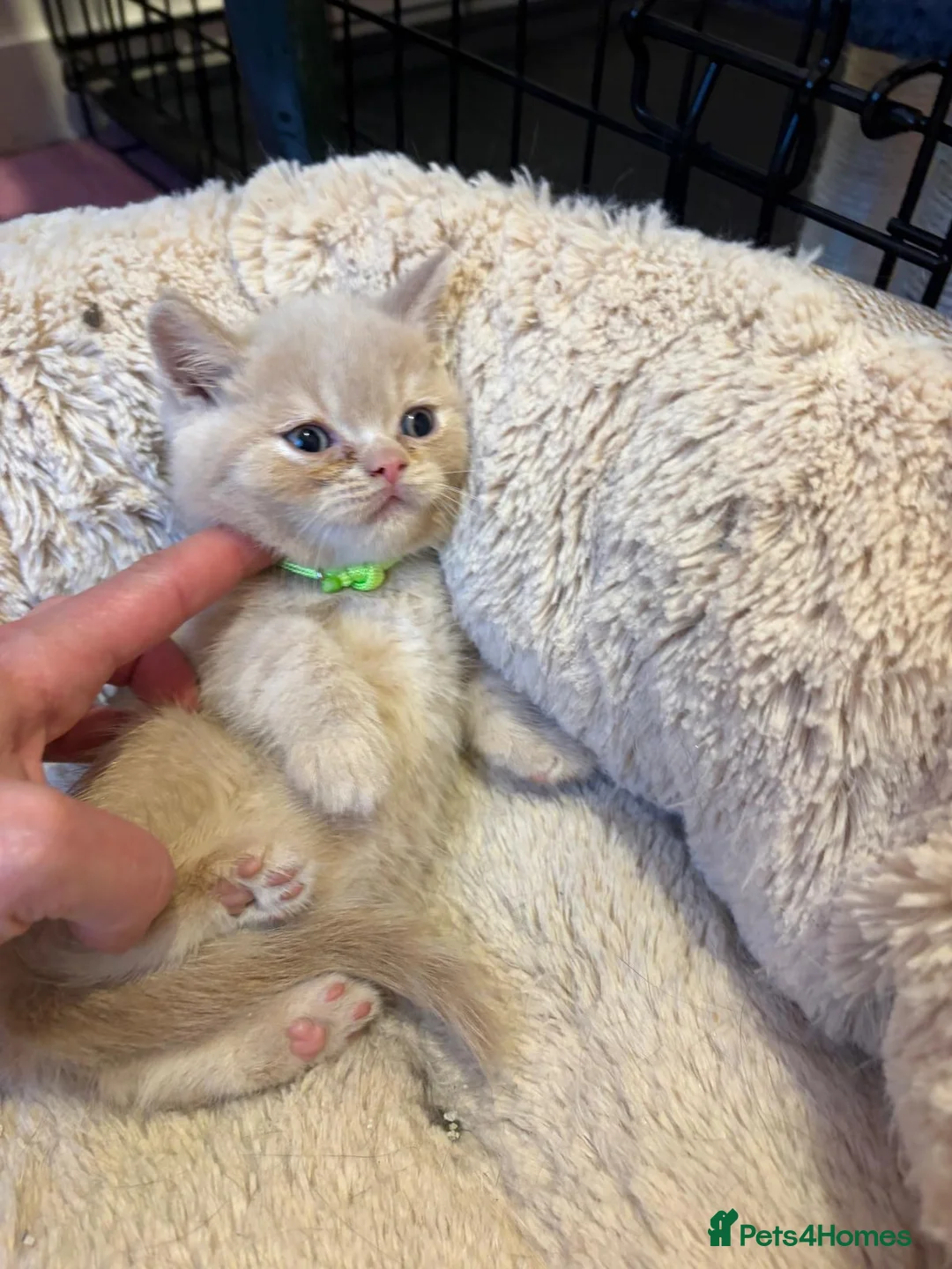 British Shorthair cats for sale: British Short Hair kittens for sale - Advert 14
