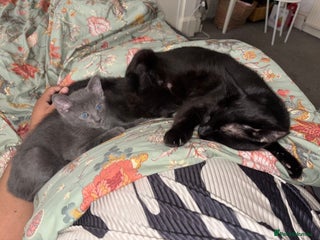 Russian Blue cats - Advert 6