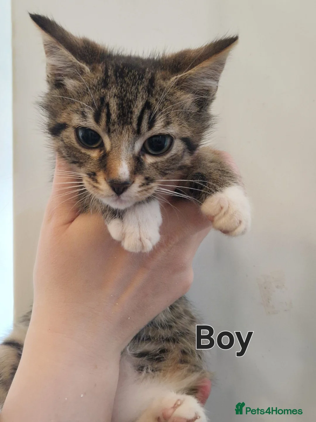 Mixed Breed cats for sale: Kittens Looking for Their Forever Homes 🐾 - Advert 4