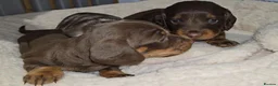 Miniature Dachshund dogs for sale: Chocolate/Tan Mini Dachshunds, Long Haired/Dapple - Advert 13