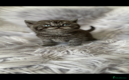 British Shorthair cats for sale: 🔥 BRITISH SHORTHAIR KITTENS BLUE BLACK LILAC CHOC - Image 21