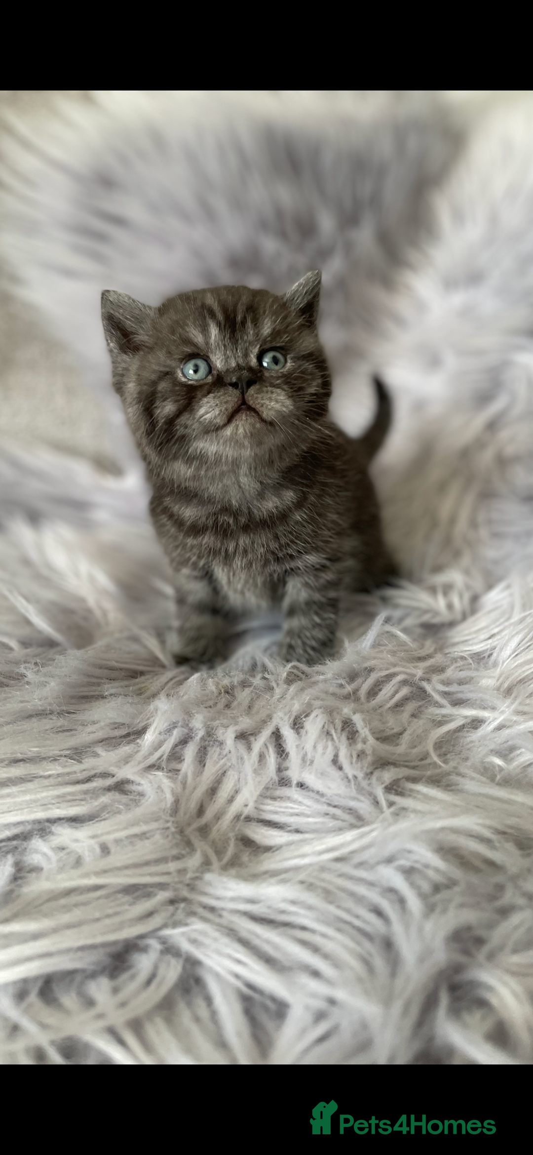 British Shorthair cats for sale: 🔥 BRITISH SHORTHAIR KITTENS BLUE BLACK LILAC CHOC - Image 21