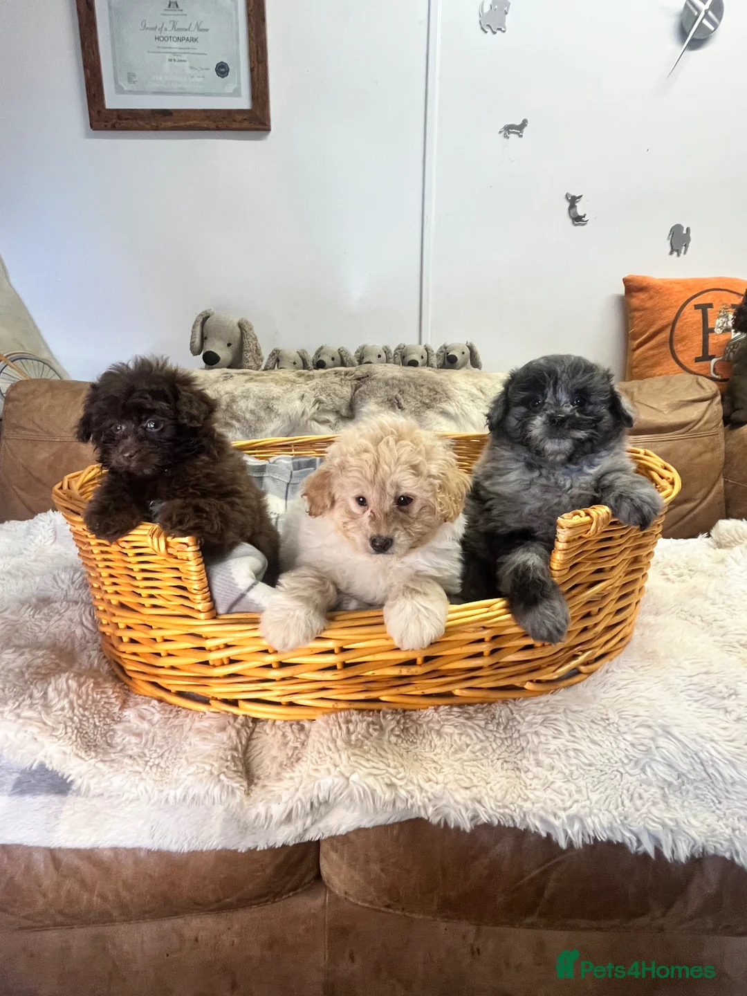 Pomapoo dogs for sale: Fluffy Pomapoos  - Advert 1