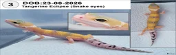 Leopard Gecko reptiles for sale: Baby Leopard Geckos - Advert 4