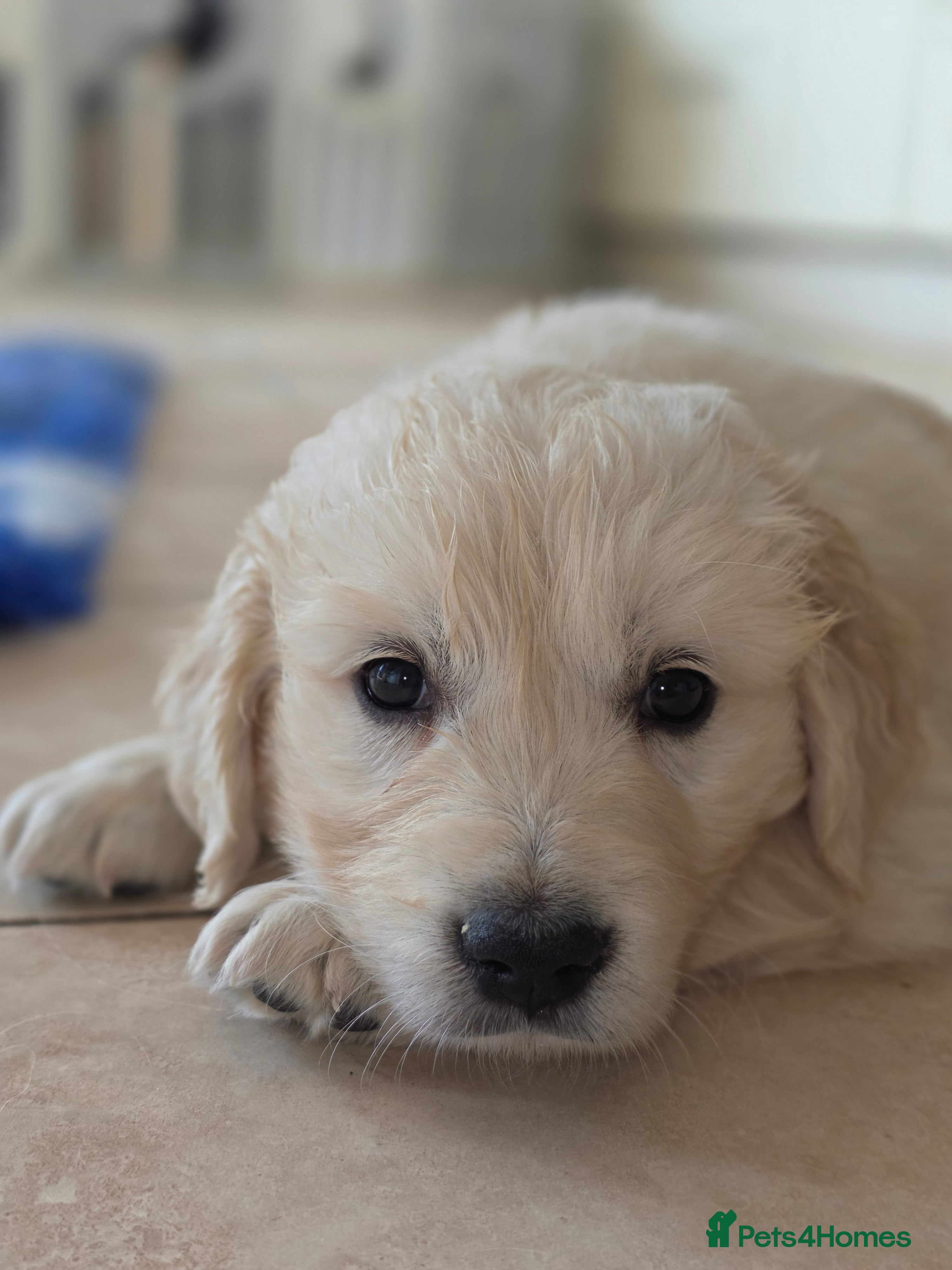 Golden Retriever dogs Gorgeous KC registered puppies for sale - Advert 2