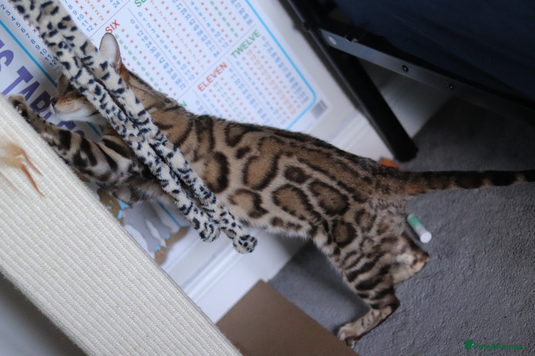 Bengal cats for sale: Imported Seal Sepia Bengal Queen– Proven – Active - Advert 3