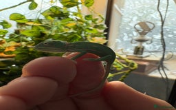 Chameleon reptiles for sale: 🦎 Baby veiled chameleons 🦎  - Image 4