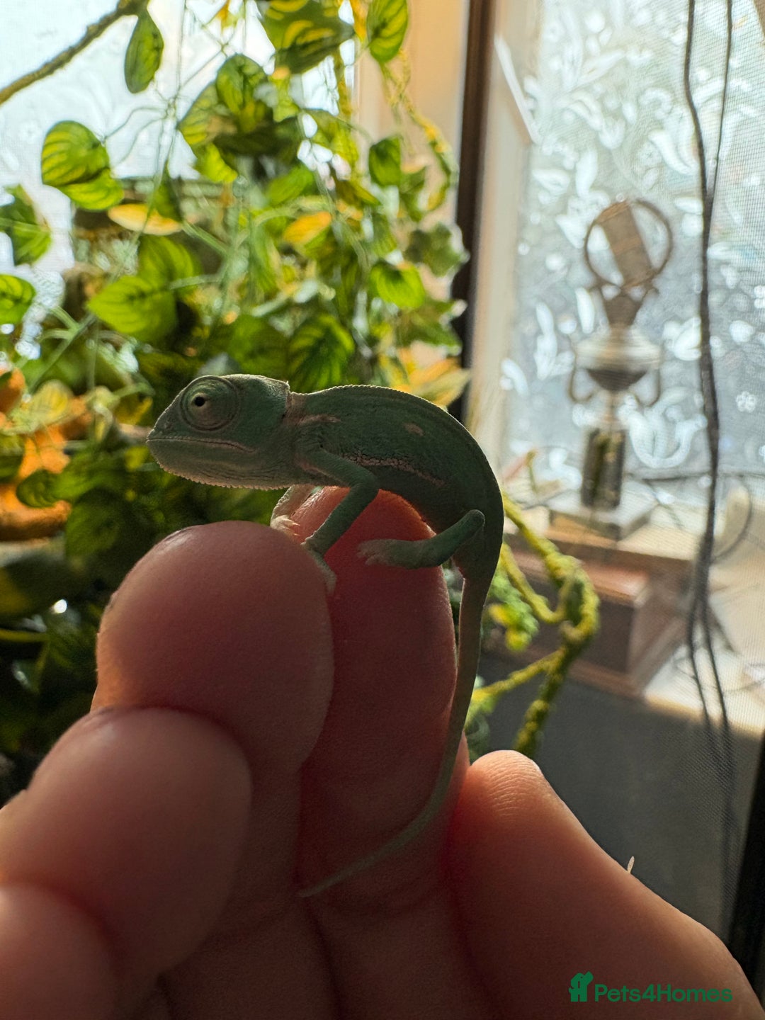 Chameleon reptiles for sale: 🦎 Baby veiled chameleons 🦎  - Image 4