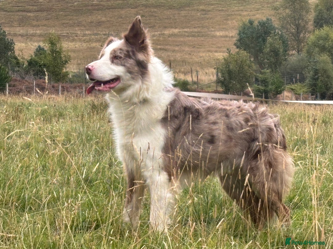 Border Collie dogs for sale: Stunning Merle Border Collie puppies.  - Image 15