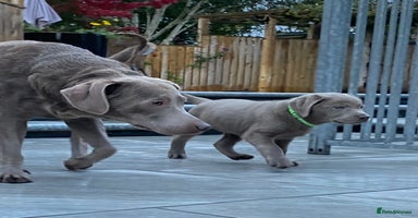 Labrador Retriever dogs - Advert 16