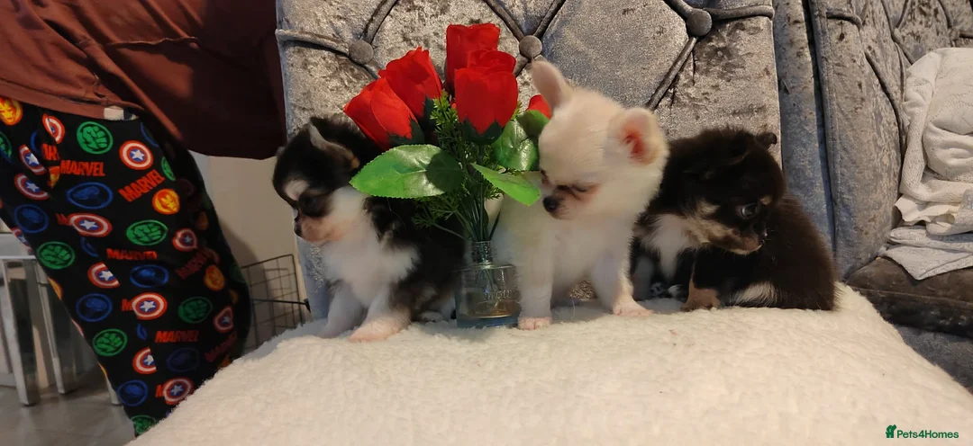 Chihuahua dogs for sale: Very beautiful husky markings chihuahua for sale - Advert 10