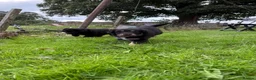 Mixed Breed dogs for sale: Border Collie x Golden Retriever pups for sale  in Glasgow - Advert 26