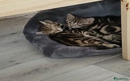 Mixed Breed cats for sale: Tabby kittens for sale - Image 15