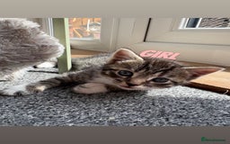 Mixed Breed cats for sale: 2 Tabby and 1 Grey Tabby and white kittens - Image 3