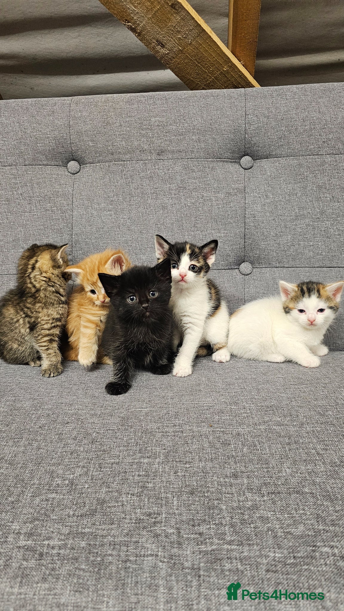 Mixed Breed cats 6 Gorgeous Kittens for Sale - Advert 1