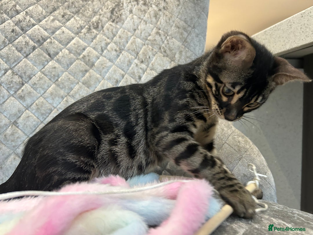Bengal cats for sale: Stunning Charcoal Female Bengal Kitten - TICA - Advert 17