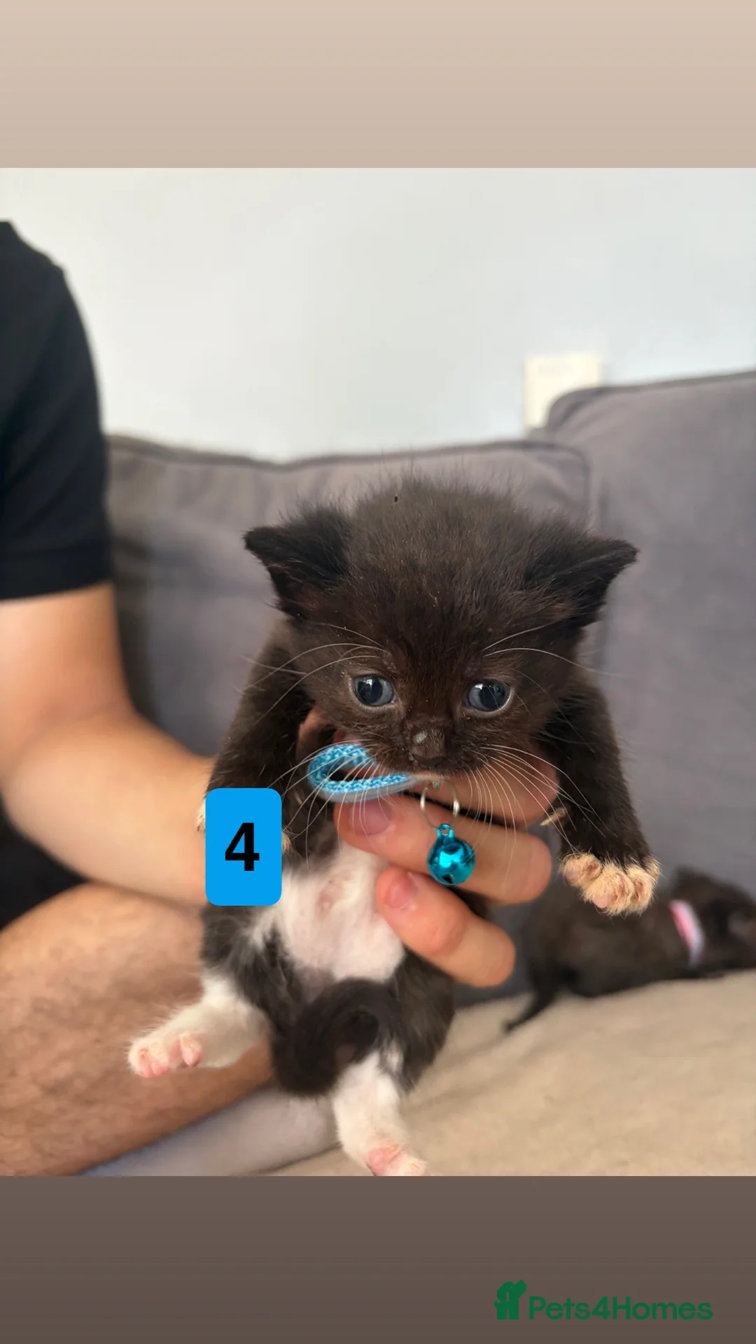 Russian Blue cats for sale: 7 beautiful Siamese x RussianBlue Kittens for Sale - Advert 2