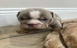 English Bulldog dogs for sale: English bulldog puppies  - Advert 25