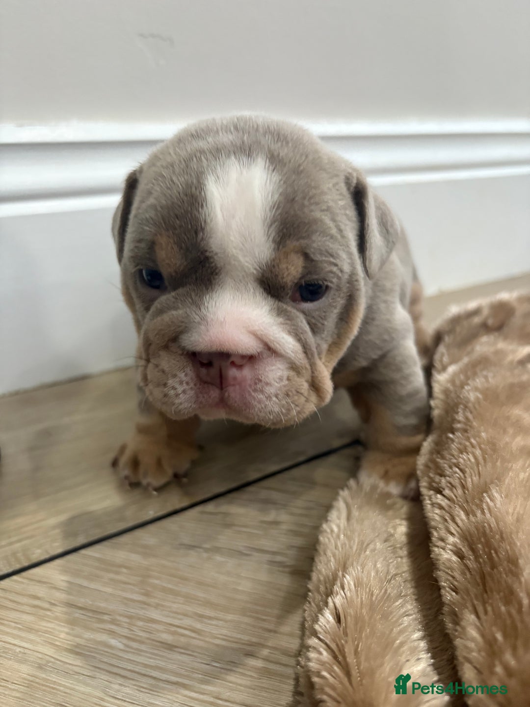 English Bulldog dogs for sale: English bulldog puppies  - Advert 25