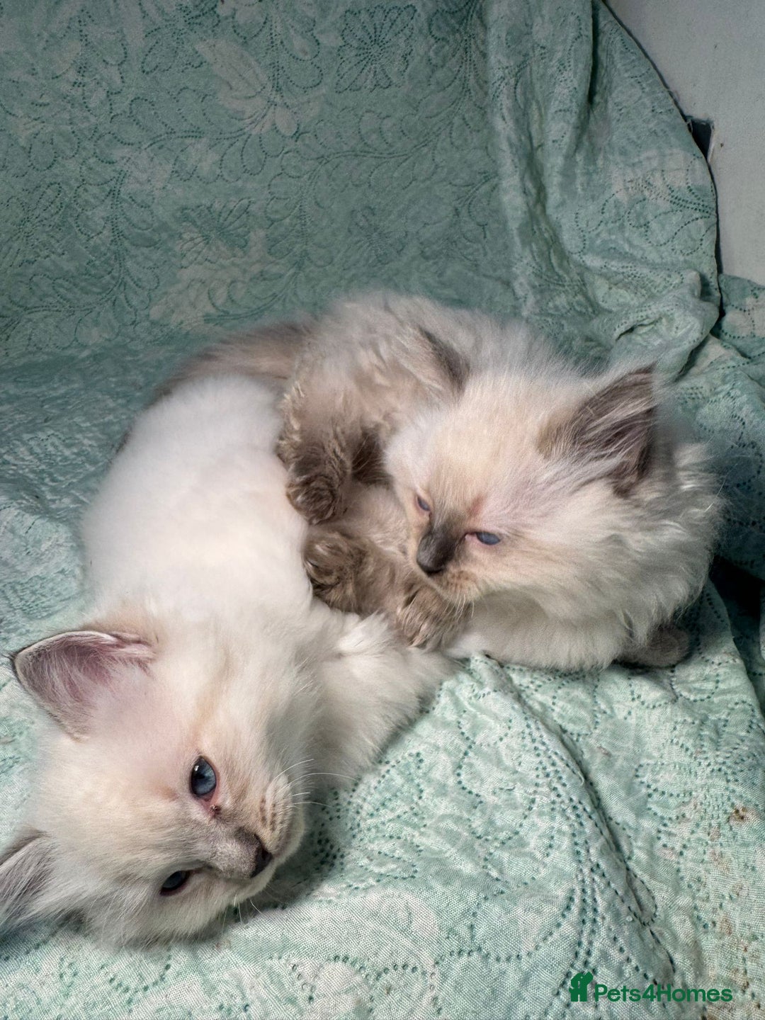 Ragdoll cats for sale: Ragdoll Chunky Boys!  - Advert 15