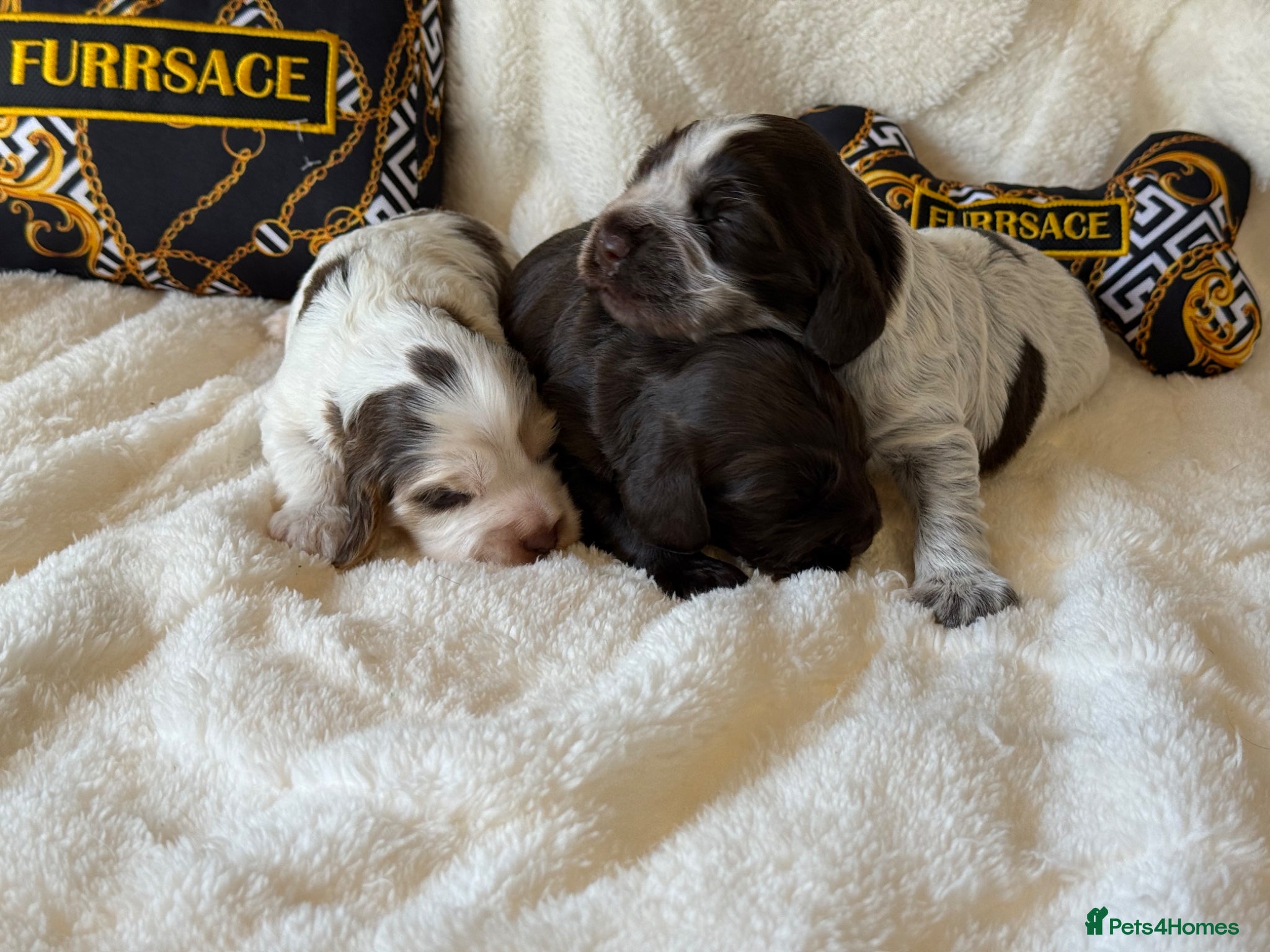 Cocker Spaniel dogs KC Show Cocker Spaniels  - Advert 1