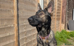 German Shepherd dogs for sale: Loyal, Playful German Shepherd for Rehoming - Image 4