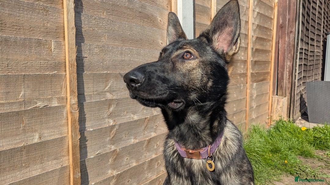 German Shepherd dogs for sale: Loyal, Playful German Shepherd for Rehoming - Image 4