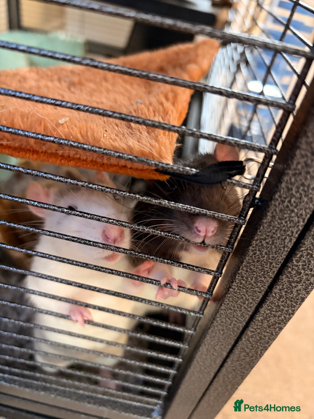 Rat rodents for sale: 2 male rats 5 months old - Advert 1