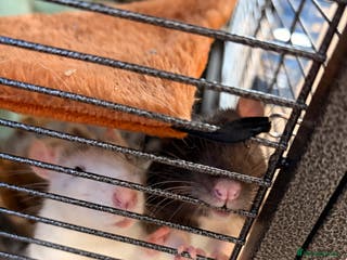 Rat rodents 2 male rats 5 months old - Advert 1