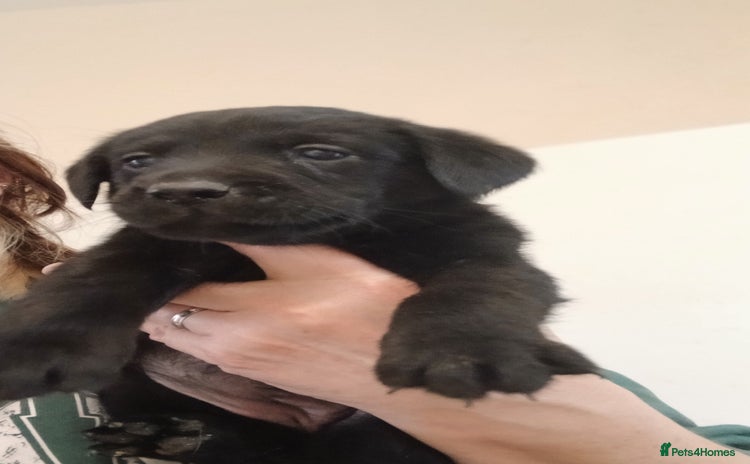 Labrador Retriever dogs - Advert 3