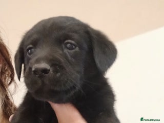 Labrador Retriever dogs - Advert 1