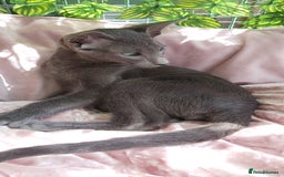 Oriental cats for sale: Full Pedigree Oriental 1 Kitten XL size ears GCCF - Image 5