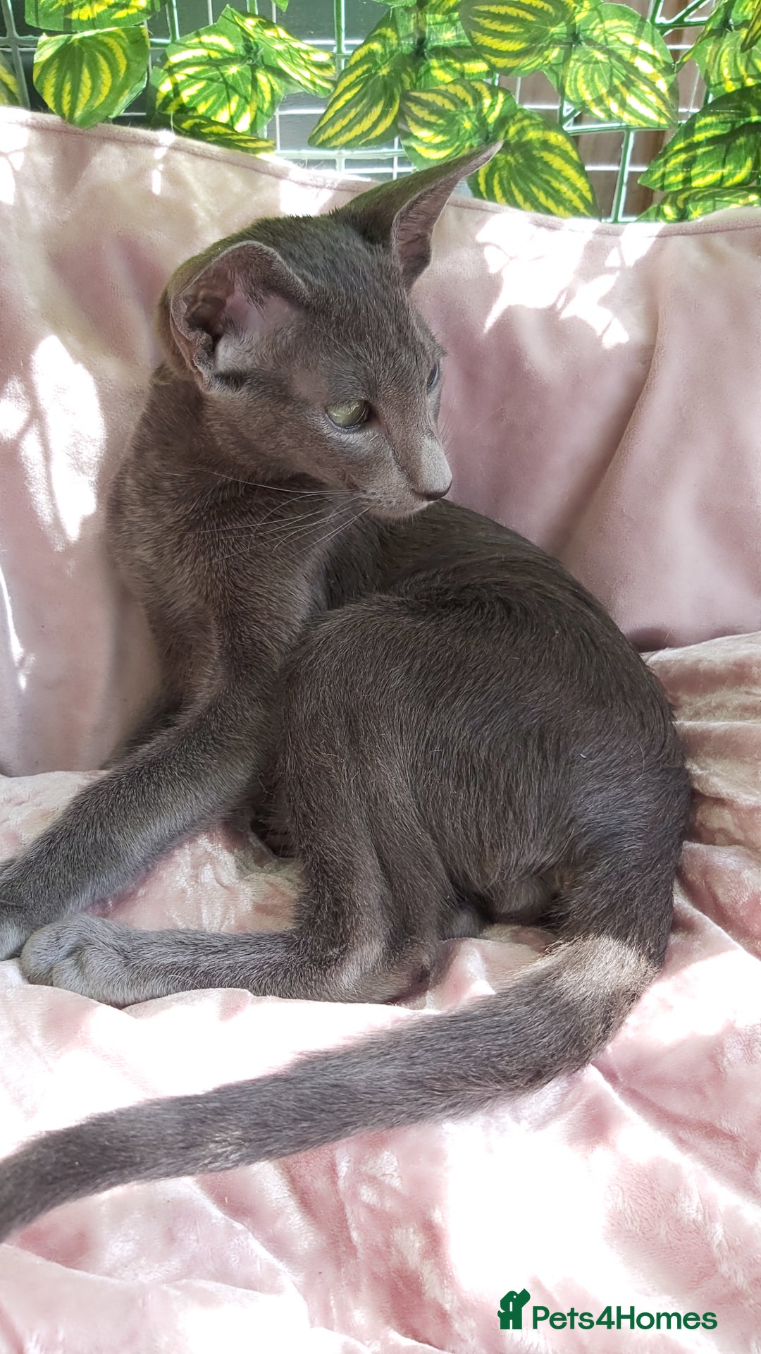 Oriental cats for sale: Full Pedigree Oriental 1 Kitten XL size ears GCCF - Image 5