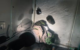 Lovebirds birds for sale: 2 Musk Turtles + Full setup + Foods in Reading - Image 4