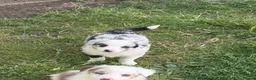 Border Collie dogs for sale: Excellent Border Collie Puppies  in Buxton - Advert 11